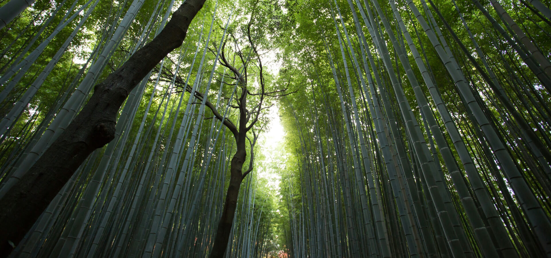 Crafting Captivating Headlines: Your awesome post title goes here 2 %fresh fruits%