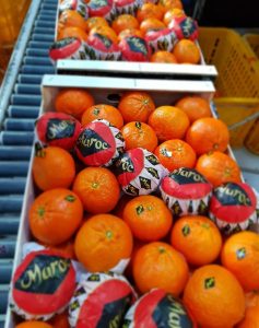 %fresh fruits%