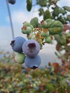 %fresh fruits%