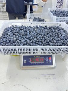 %fresh fruits%