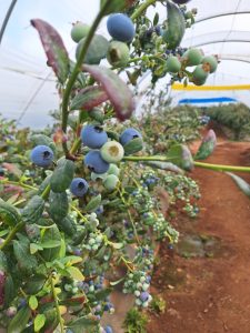 %fresh fruits%