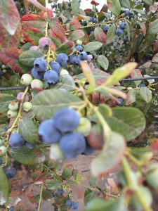 %fresh fruits%
