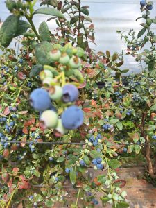 %fresh fruits%