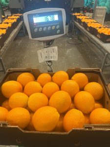 %fresh fruits%