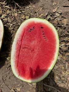 %fresh fruits%