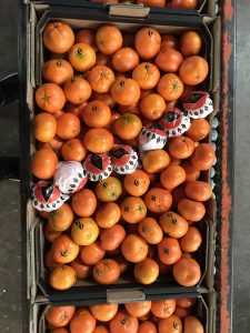 %fresh fruits%