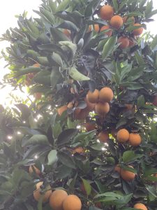 %fresh fruits%