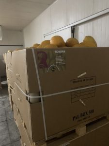 %fresh fruits%