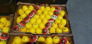 %fresh fruits%