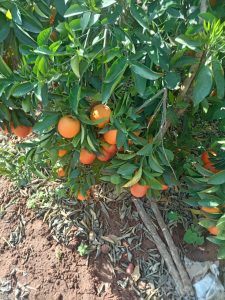 %fresh fruits%