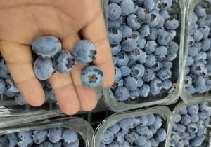 %fresh fruits%