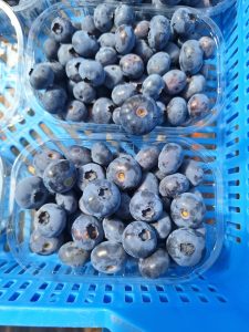 %fresh fruits%