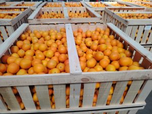 %fresh fruits%