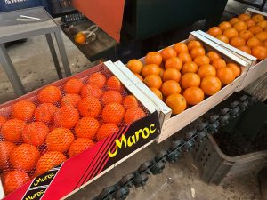 %fresh fruits%